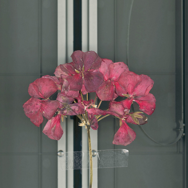 In the center of the picture is a slightly withered geranium flower stalk, attached to a vertical aluminum strip with a strip of Tesa