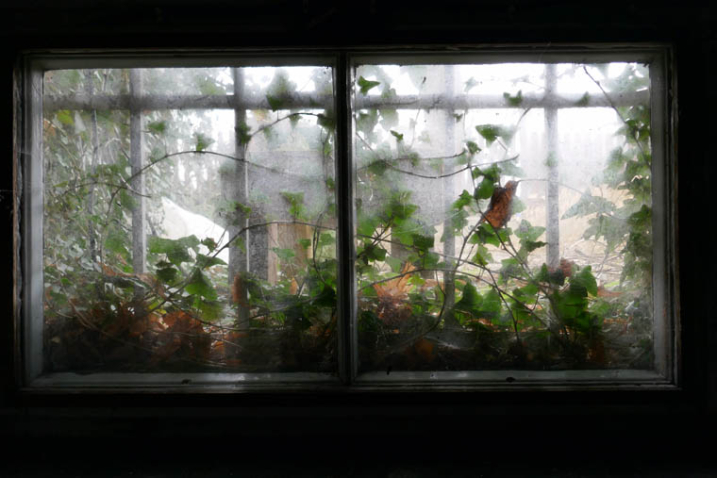 Blick von innen aus einem vergitterten Kellerfenster, das von Efeu eingewachsen ist.