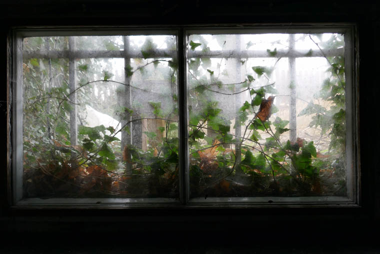 Ivy-covered cellar window seen from inside.