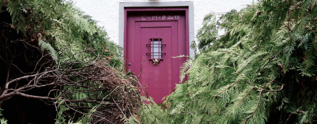 View through a hedge of thujas bent to one side to a house with a red front door behind it.