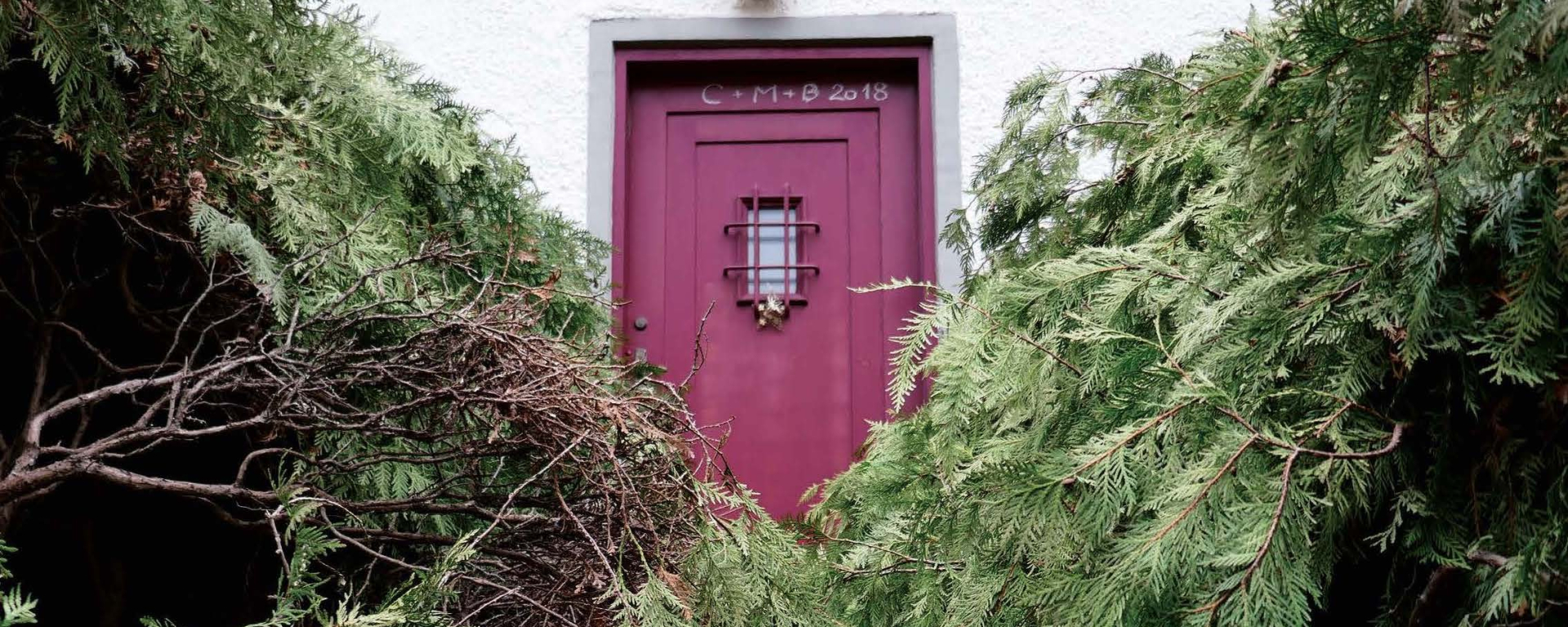View through a hedge of thujas bent to one side to a house with a red front door behind it.