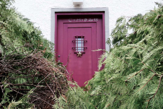 View through a hedge of thujas bent to one side to a house with a red front door behind it.