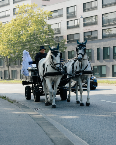 Zwei weiße Pferde ziehen auf der Straße eine Kutsche, der Kutscher sitzt vorn. Hinten auf der Kutsche ist eine Person in weiße Spitze gekleidet zu sehen.