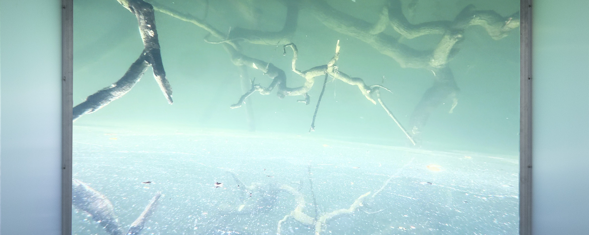 A video installation in an exhibition space. The video shows a view into greenish-turquoise water. Several twisted branches and roots run through the image underwater, their reflections visible on the water's surface.