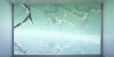 Aufnahme einer Videoinstallation in einem Ausstellungsraum. Das Video zeigt den Blick in grünlich-türkises Wasser. Mehrere verdrehte Äste und Wurzeln verlaufen unter Wasser durch das Bild, ihre Spiegelungen sind auf der Wasseroberfläche sichtbar.